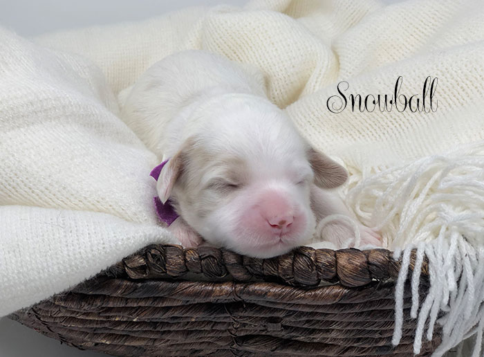 Snowball from Annie and Rhodie week 1