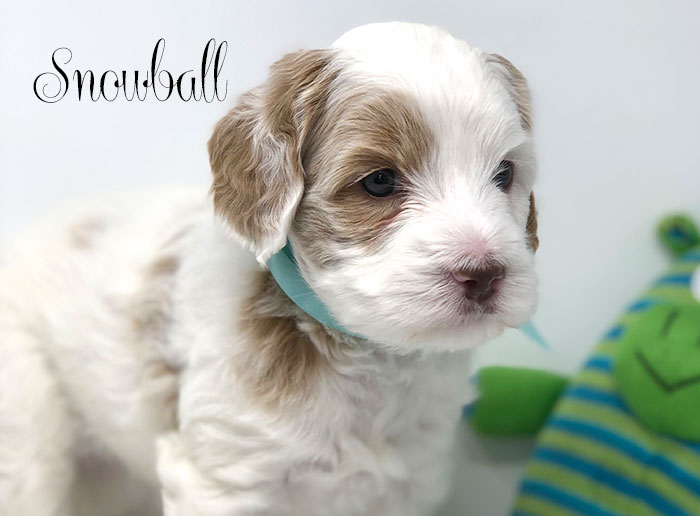 Snowball from Annie and Rhodie week 5