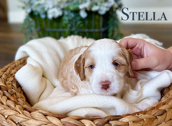 stella from capri and boots week 3