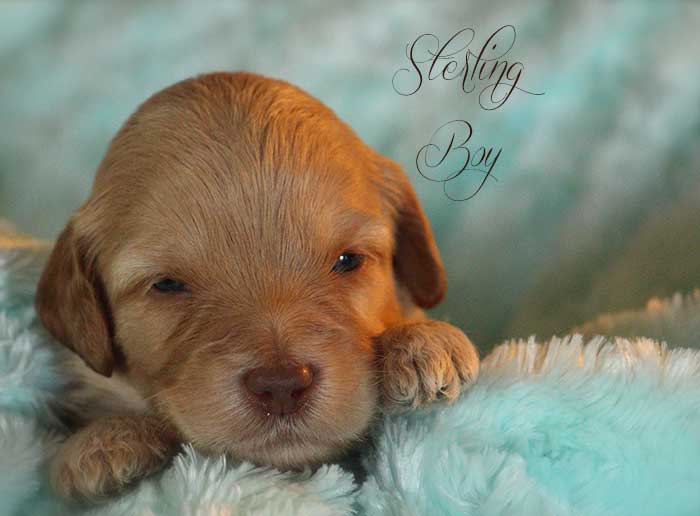 Sterling Boy from Tallulah and AJ week 3