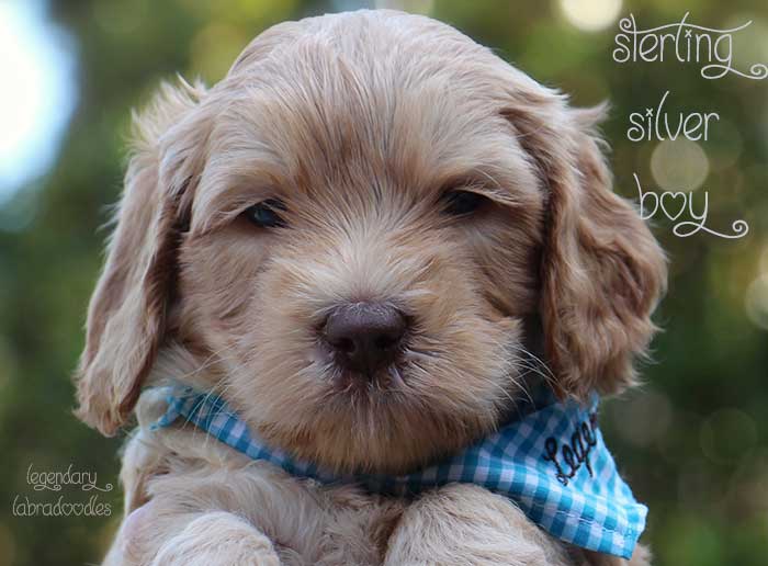 Sterling Boy from Georgy and Ben week 5