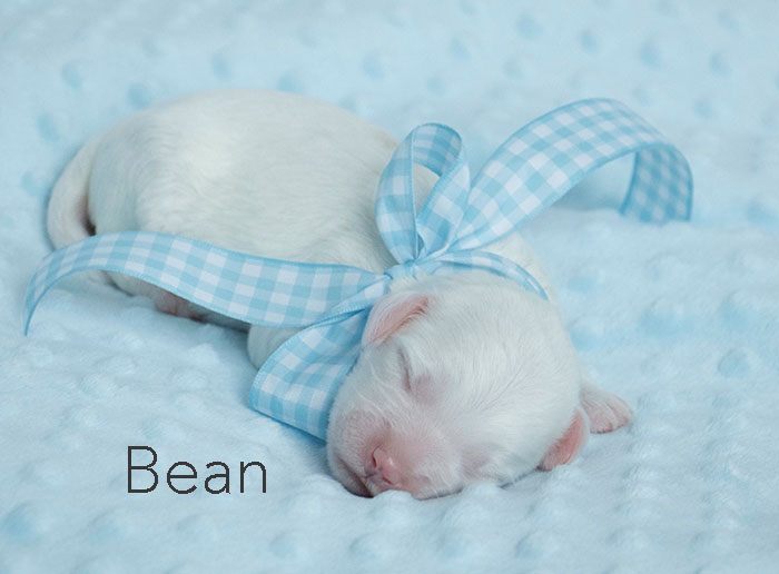 Bean from london and rhodie week 1