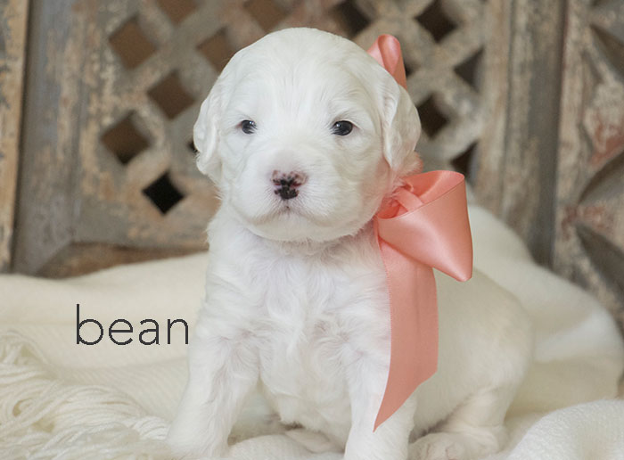 Bean from london and rhodie week three