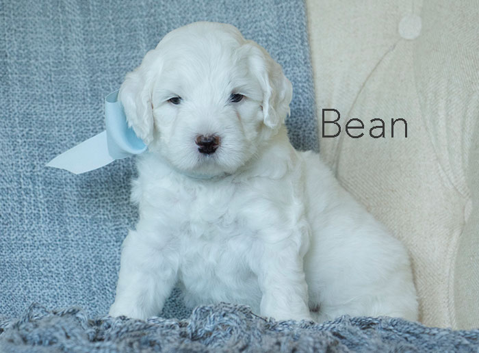 Bean from london and rhodie week five