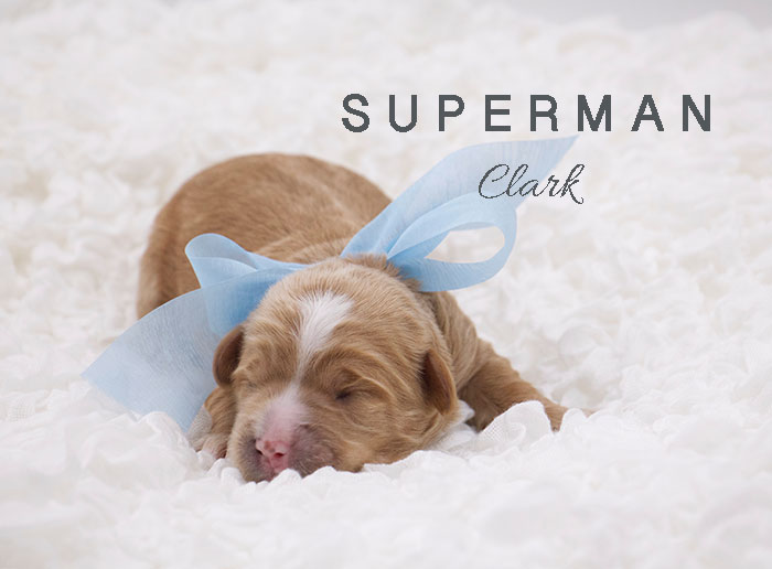 superman from tallulah and rhodie week 1