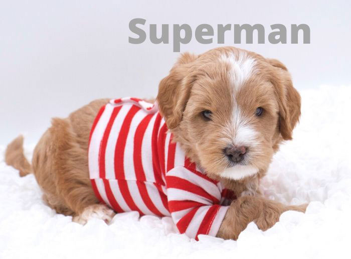 superman from tallulah and rhodie week 5