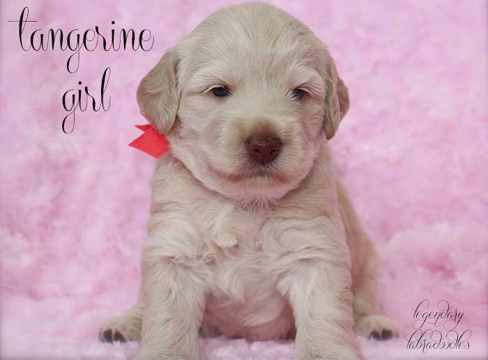 Tangerine Girl from Georgy and Ben week 3