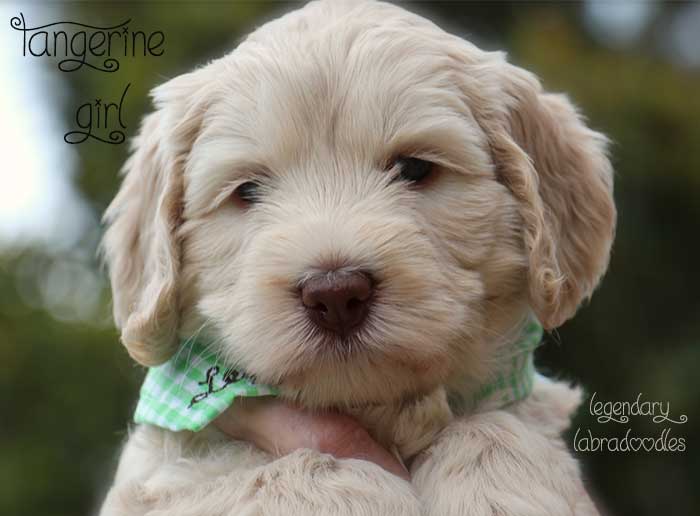 Tangerine Girl from Georgy and Ben week 5