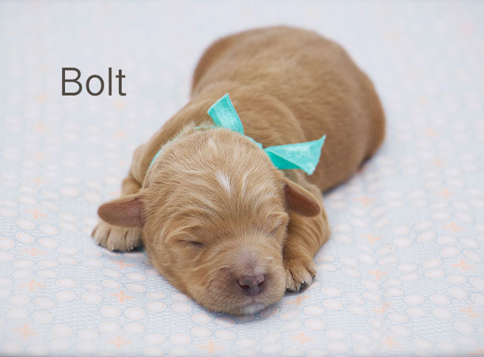 Bolt from Tallulah and Rhodie week 1