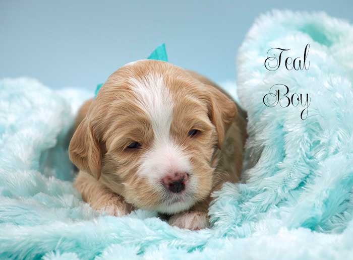 Teal Boy from Lizzie and Rhodie week 3