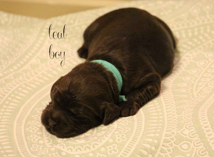 Teal Boy from Georgy and AJ week 1