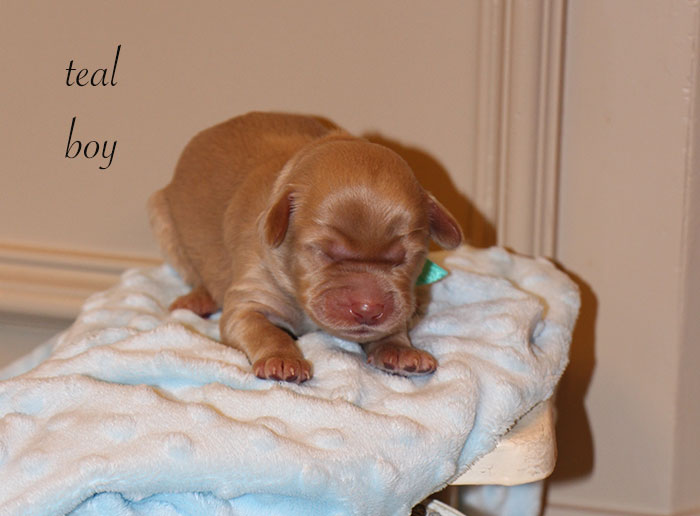 Teal Boy from Lola and AJ week 1