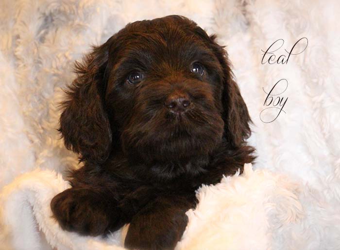 Teal Boy from Georgy and AJ week 5