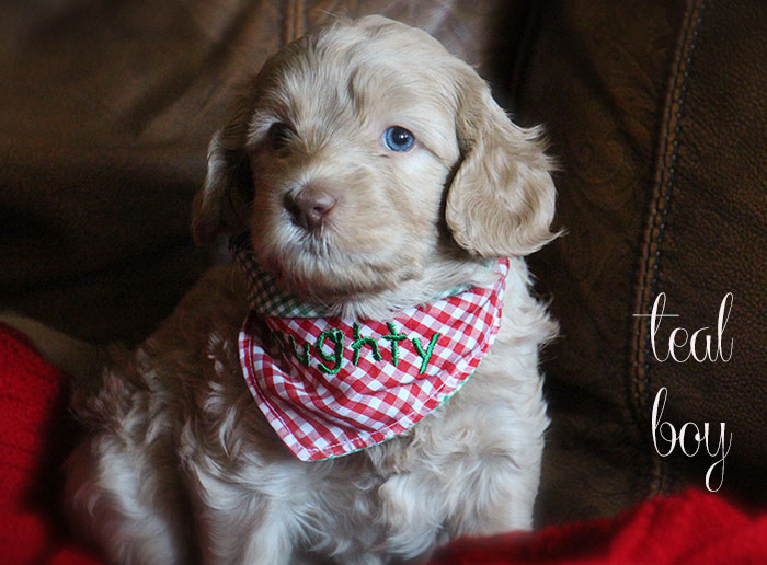 Teal Boy from Lola and AJ week 5