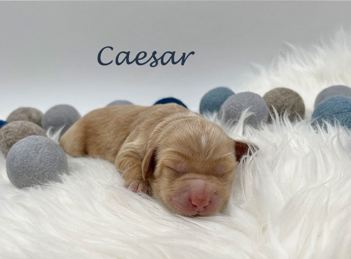 caesar from izzy and Flirt week 1