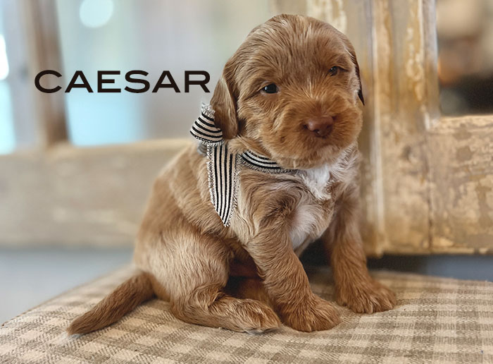 caesar from izzy and Flirt week 3