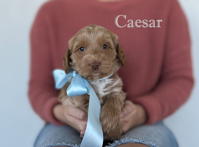 caesar from izzy and Flirt week 5