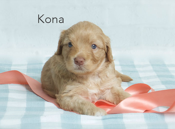 kona from katie and finn week three