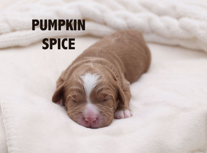 pumpkin from waffles and boots week 1