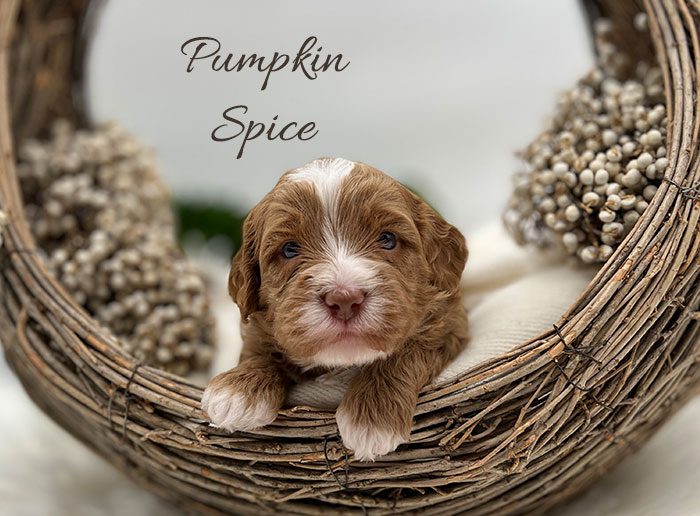 pumpkin from waffles and boots week 3