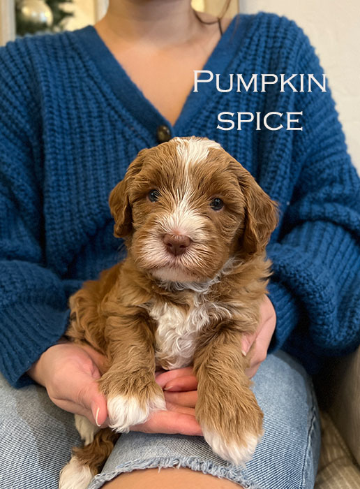 pumpkin from waffles and boots week 5