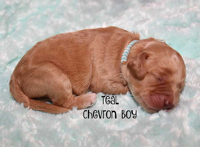 Teal Cheveron Girl from June and Flicker week 1