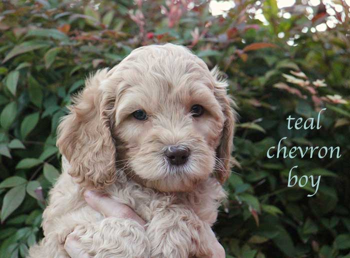 Teal Cheveron Girl from June and Flicker week 7