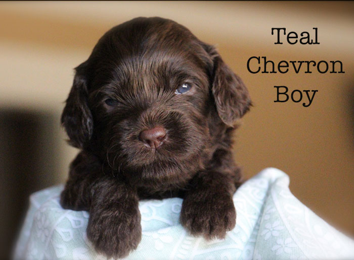 Teal Chevron Boy from Lola and AJ week 3