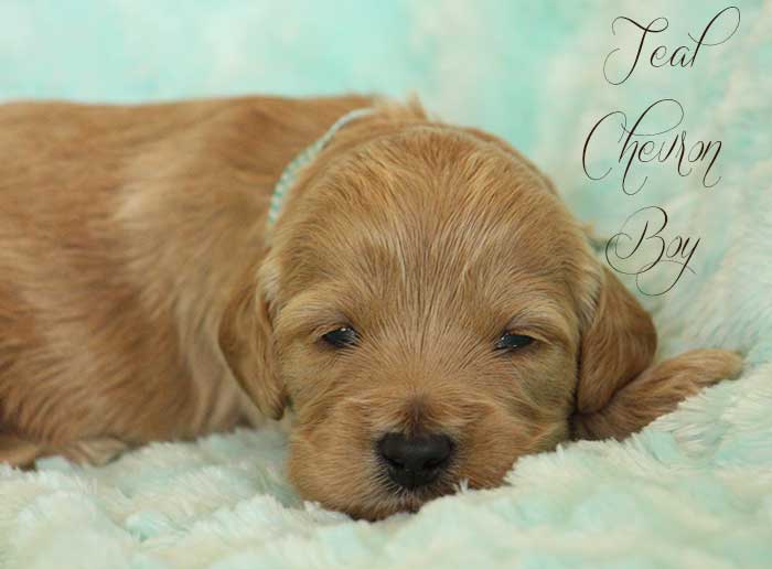 Teal Chevron Boy from Tallulah and AJ week 3