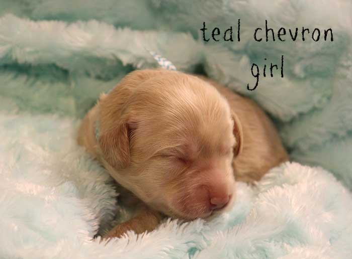 Teal Chevron Girl from Georgy and Ben week 1