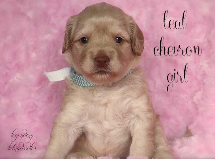 Teal Chevron Girl from Georgy and Ben week 3