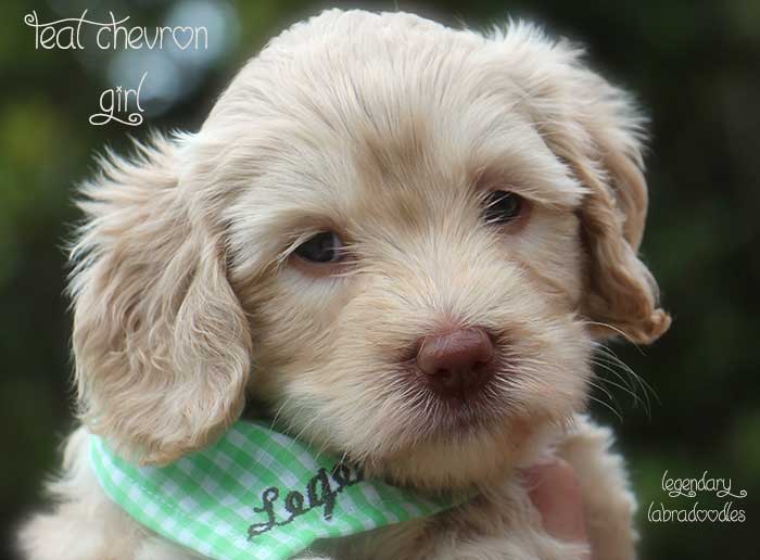 Teal Chevron Girl from Georgy and Ben week 5