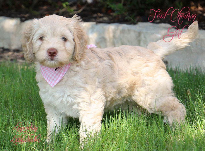 Teal Chevron Girl from Georgy and Ben week 7