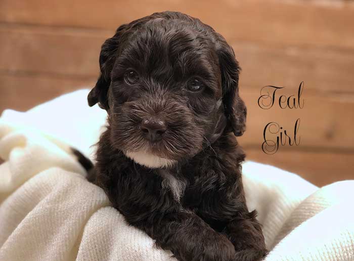 teal girl from june and dutch week 5