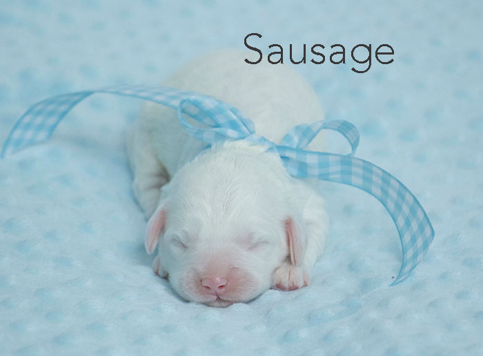 Sausage from london and rhodie week 1