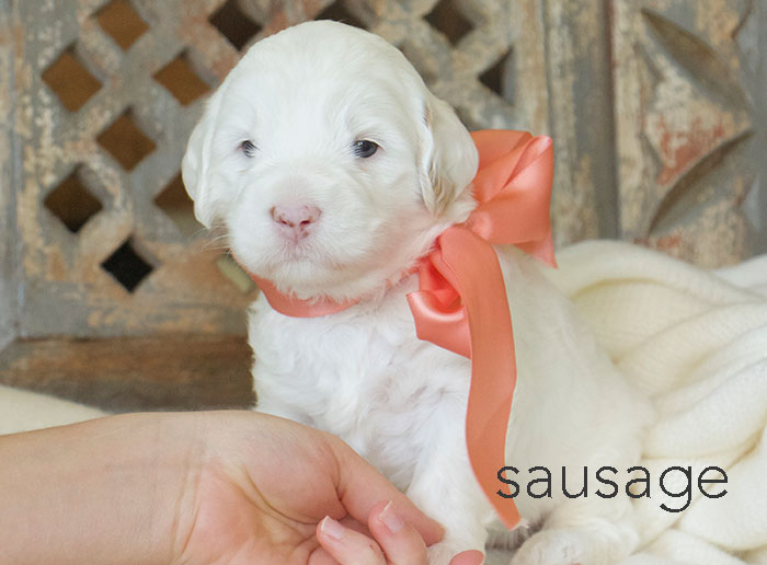 Sausage from london and rhodie week three