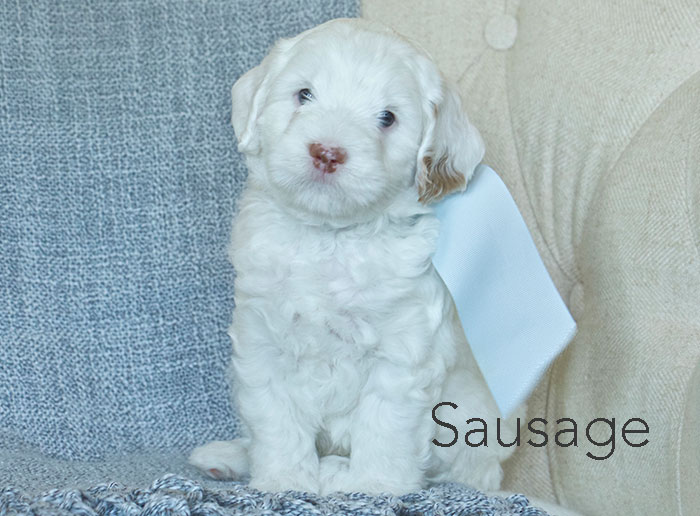 Sausage from london and rhodie week five