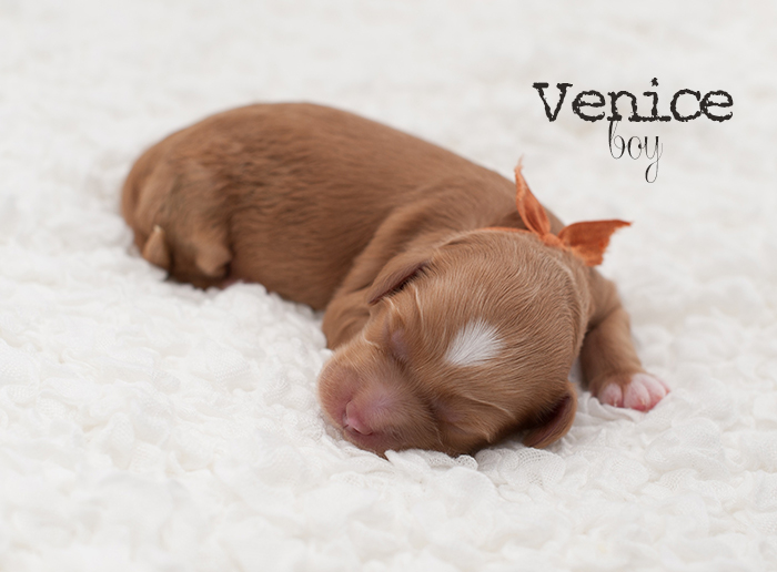 Venice from London and Finn week 1