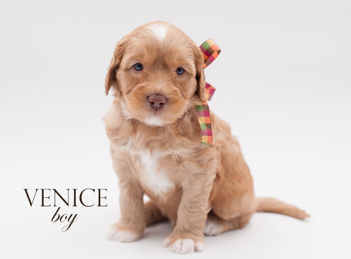 Venice from London and Finn week 5