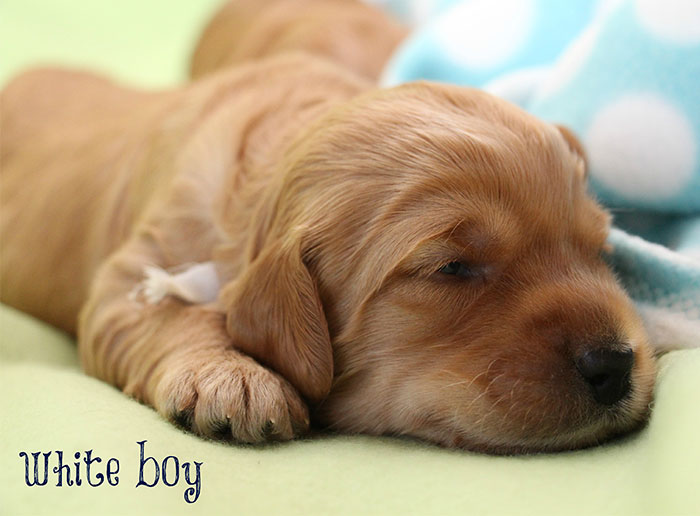 White Boy from Gracie and Ripley week 2