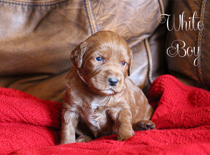 White Boy from Gracie and Dempsey week 3