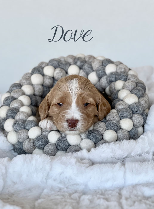 dove from birdie and river week 3