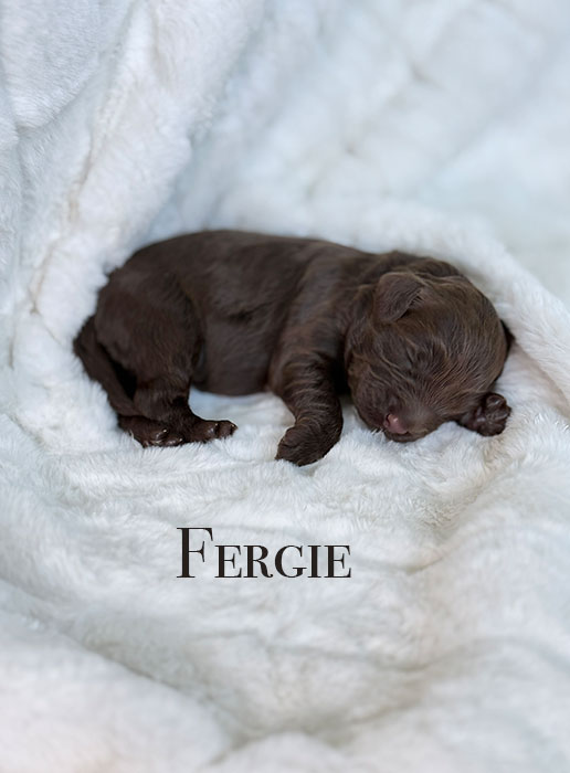 Fergie from roux and rocky week 1