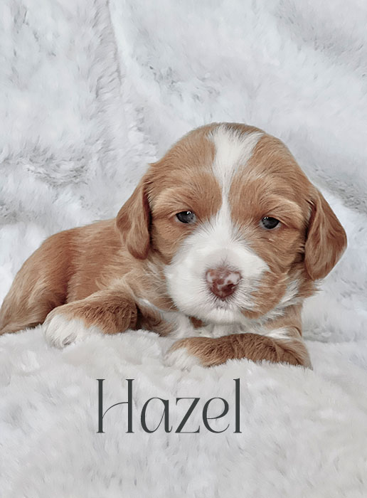 hazel from aspen and river week 3