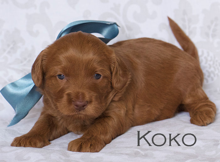 Koko from lulu and remi week three