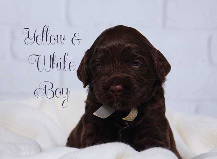 Yellow Boy from Lola and AJ week 3