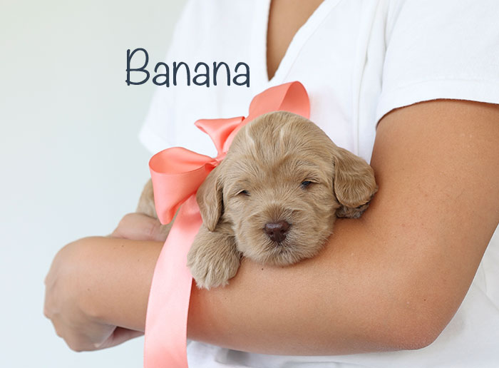 yellow from birdie and river week 3