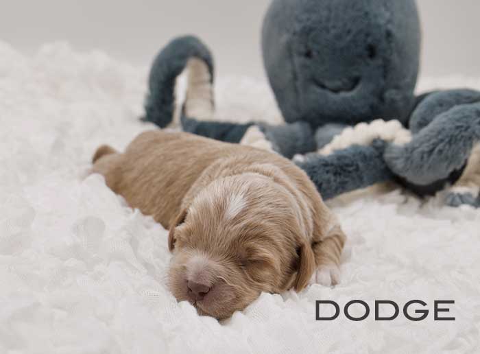 dodge from annie and finn week 1