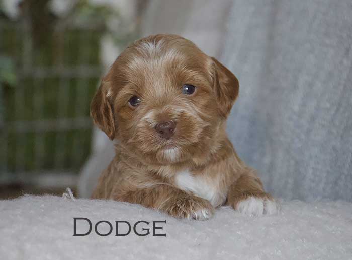 dodge from annie and finn week 3