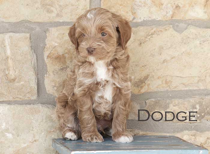 dodge from annie and finn week 6